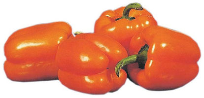 Picture of PAPRIKA ORANGE ES 5KG