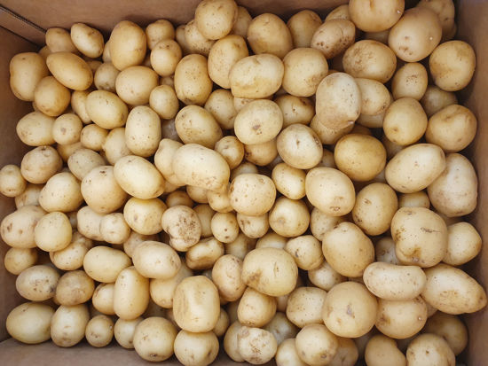 Picture of POTATIS KULOR TVÄTTADE 10KG