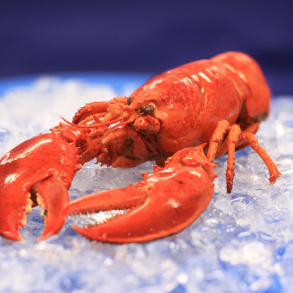 Picture of HUMMER POPSICLE MSC 10X300G