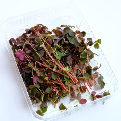 Picture of OXALIS RÖD SE 50G