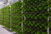 Picture of CRISPSALLAD SKUREN SE 4X400G
