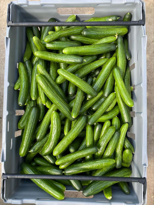 Picture of GURKA SNACK/ MINI SE 7KG ADNÄS