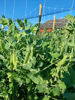 Picture of SUGAR SNAPS EKO SE 2KG