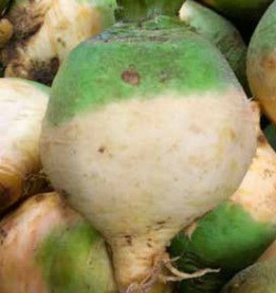 Picture of KÅLROT VINTJÄRN SE 6KG
