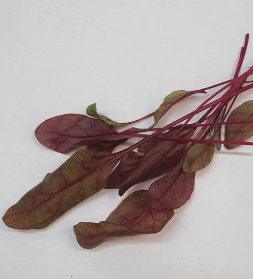 Picture of SALLAD BULLS BLOOD SE 50G