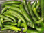 Picture of GURKA KLASS 2 SE 10KG