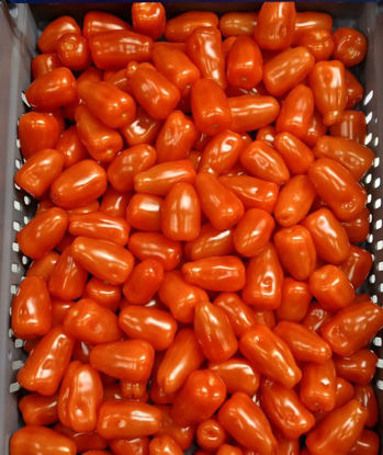 Picture of TOMAT SAN MARZANO MINI SE 3KG